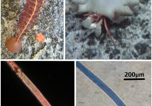 Figure 1. Images of specimens in situ (a,b) and close-up images of microplastic fibres exhibiting their interference
colours (used to aide classification) under cross-polarised illumination (c) and under plain polarised light (d); (a)
sea pen, JC066-3717; (b) hermit crab with zoanthid symbionts, JC066-702; (c) polyester microfibre, JC066-702-09;
(d) acrylic microfibre, JC066-702-10. Images (a,b) taken by MLT. Images (c,d) taken by CG.